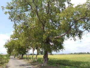 Pohon Asam, Warisan Leluhur Mulai Ditinggalkan